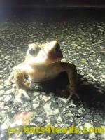 /home//u458753944/public_html/sourcegallery/////////////////////////////Roxborough Toad Detour/2023/2023-03-23/P3230635.JPG